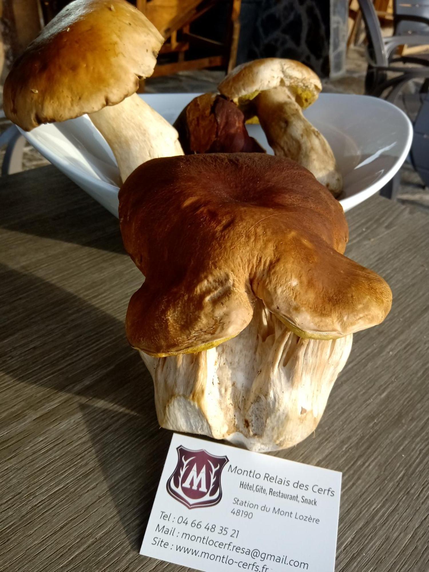 Montlo Relais Des Cerfs Hotel Cubieres Bagian luar foto